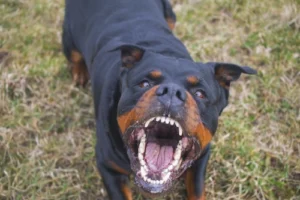 Dog Attack Case Bluffton
