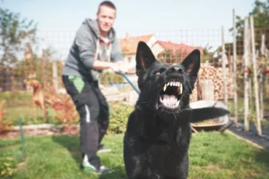 Bluffton Dog Attack