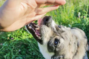 Hardeeville Dog Bite Case