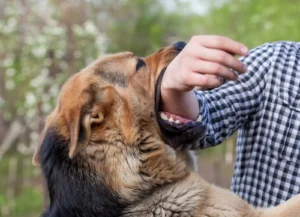 Hollywood Dog Bite Attorney