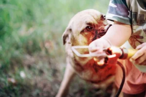 Dog Bite Case