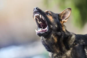 Aggressive Dog Bite Case in Hardeeville