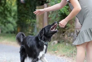 Walterboro Dog Bite Attorney needed after aggressive dog attack incident