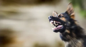 Dog Attack